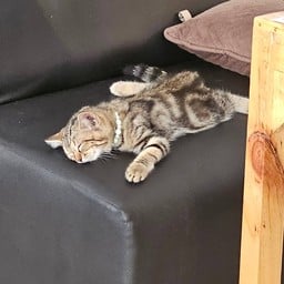 ลูกชิ้นทอด-หน้ารพ.ค่าย