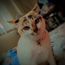 อันนี้กำลังกลายร่างเป็นโยดา