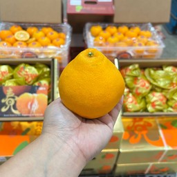 ส้มจุก กล่องทอง ยกลัง 15-21 ลูก