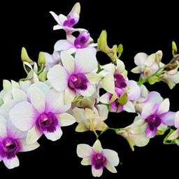 เนื้อตุ๋นผัดพริกเกลือราดข้าว