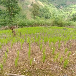 ธนกฤต หมูทอดกระเทียมพริกไทย ตลาดนัดเจ้าพระยา