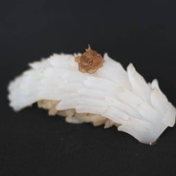 Ika Sushi.
