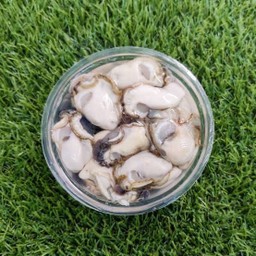 หอยนางรม