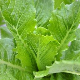 หอมมาลินทร์ผักสลัดและน้ำผักผลไม้สกัดเย็นเพื่อสุขภาพ