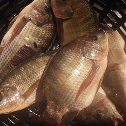 เมี่ยงปลาเผา & ลาบก้อย น้องธันวา