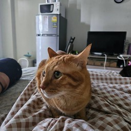 ข้าวหมูทอด น้องม่อน (ซอย RCA)