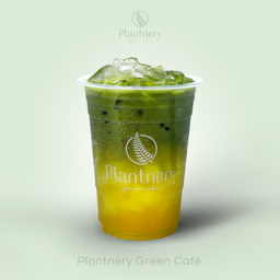 มัทฉะเก๊กฮวย