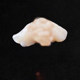 Hotate Nigiri ซูชิหอยเชลล์