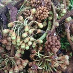 ดอกต้าง กำ