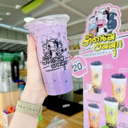 นมเผือก