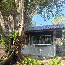 ครัวร่มไทร