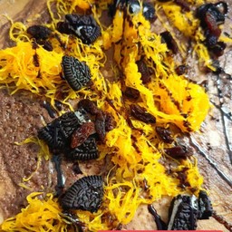 เนยถั่วช็อกโกแลตฝอยทองโอริโอ้ลูกเกด