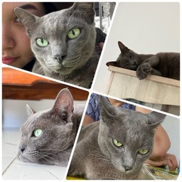 ค่าขนมน้องมีใจ แมวโคราช