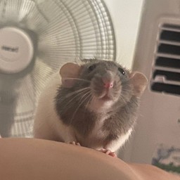 ทิปให้น้องหนูมีโชค