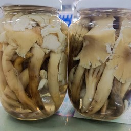 เห็ดโคลนป่า