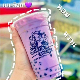 นมเผือก