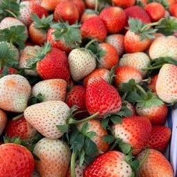 ร้านทุเรียนหมอนทอง สี่แยกมิตรกมล