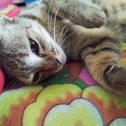 CHIKA ขายข้าวเล่นๆ