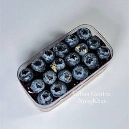 Blueberry Cheesecake