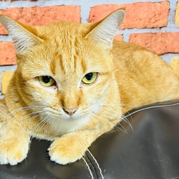 ทิปให้พี่วี่