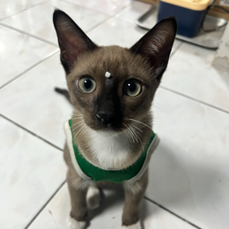 ทิปให้น้องหมอก