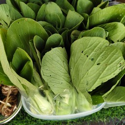 กวางตุ้ง