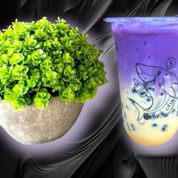 ชานมเผือก