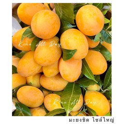 มะยงชิด ไซส์ใหญ่