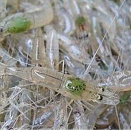 กุ้งเปล่า