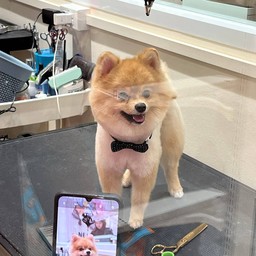 ค่าอาบน้ำตัดขนคาปู