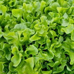 สลัดโรล แซนด์วิช น้ำสลัดรสเด็ด - นวลจันทร์