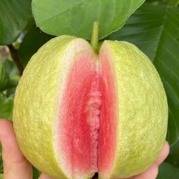 ฝรั่งใส้แดง 1โล