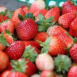 สตอเบอรี่ หั่น พร้อมทาน [กล่องเล็ก]