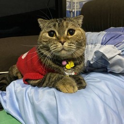 สงเคราะห์แมวเลียซูกัสไม่ช่วยงาน กินอย่างเดียว