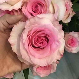 Pink Ecuador rose