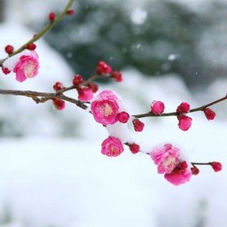 Winter Floral @ มวลดอกไม้และผลไม้ในฤดูหนาว