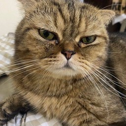Tiger Cat Always Hungry