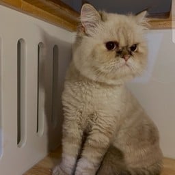 ออทั่มปิ้ง