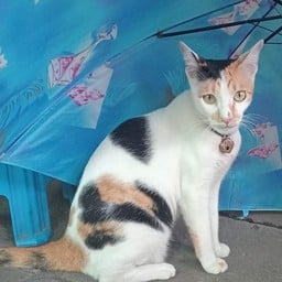 ทิปสำหรับน้องปังปัง