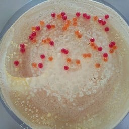 เครป(เยลลี่แดง+เยลลี่ส้ม)