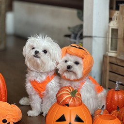 เลี้ยงหนม เด็กอ้วนขนฟู