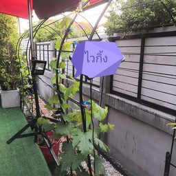 ก๋วยเตี๋ยวไก่มะระ ข้าวมันไก่ เฮียอ้วน  หน้าแกรนด์พลาซ่า(ติดถนนใหญ่)ตรงข้ามเดอะมอลล์งามวงค์วาน