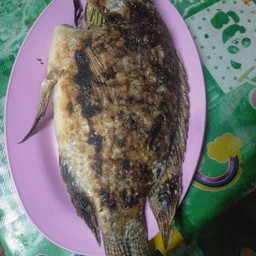 ปลาเผาเกลืิอ