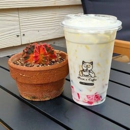 นมสดปีโป้