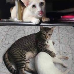 โดเนทค่าขนมน้องแมว