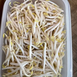 ถั่วงอก