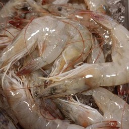 กุ้งขาว