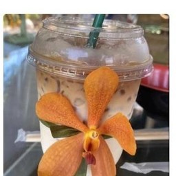 คาราเมล แมคคิอาโต้