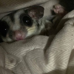 ทิป น้อนดังโงะสยุ้งผัดบุ้งไฟแดง