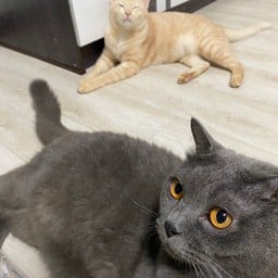 ทริปช่วยค่าขนมน้องแมว